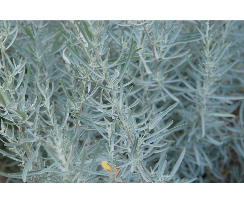 Saltbush